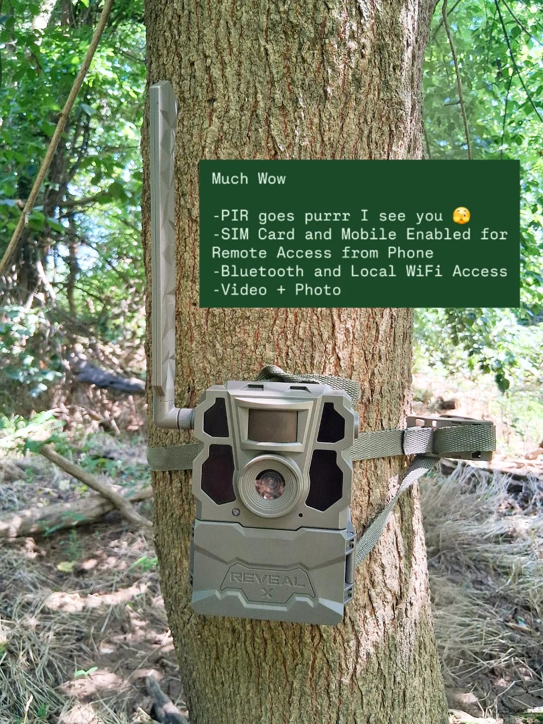 Downtown Wildlife Survey & Stewardship